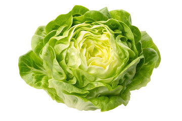 Obraz premium Fresh green butter lettuce head with vibrant leaves and a crisp texture