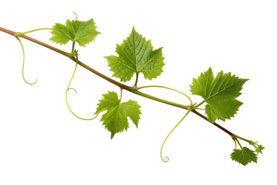 Vibrant green grape vine branch with curling tendrils and fresh leaves