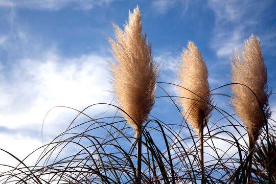 Elegant pampas grass plumes captured against a vibrant blue sky with scattered white clouds. The soft golden hues and natural movement make this a perfect nature and seasonal stock image for lifestyle