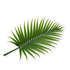 Fototapeta premium palm leaf isolated on white