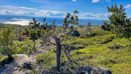 A lone pine tree stands on a rocky hilltop in Murmansk Oblast, Russia, with a stunning coastal view, vibrant green moss, and dramatic summer sky.