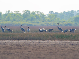Red-crowned crane, a migratory bird listed in the Red Book that needs protection