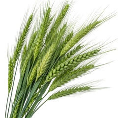 Photo of green wheat stalks isolated on a transparent background