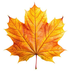 Obraz premium Photo of a vibrant maple leaf in autumn colors isolated on white isolated on transparent background