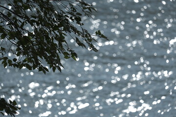 木々、葉、自然、水面、反射、きらきら、光、河、川、海、表面