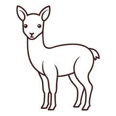 Vicuna on white background