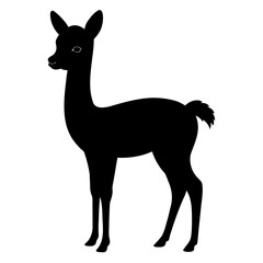 Vicuna on white background