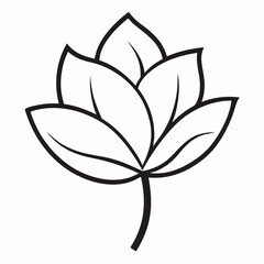 Magnolia flower on white background 