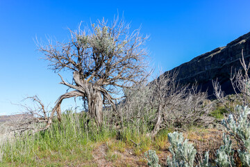 Big Sagebrush in the desert sun