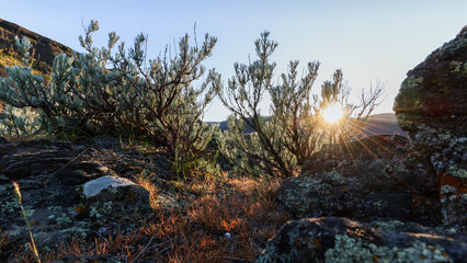 Sun rays through the sagebrush