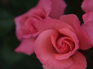 5月に美しく咲いたピンク色のバラ「プリンセス･アイコ」