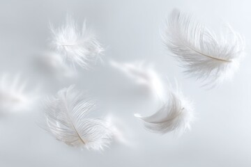 Fototapeta premium Floating White Feathers On Light Gray Background