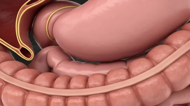 Human Digestive System Anatomy Animation Medical Visualization
