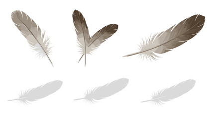 Illustration of three realistic feathers with detailed barbs and three feather shadows below them all on white