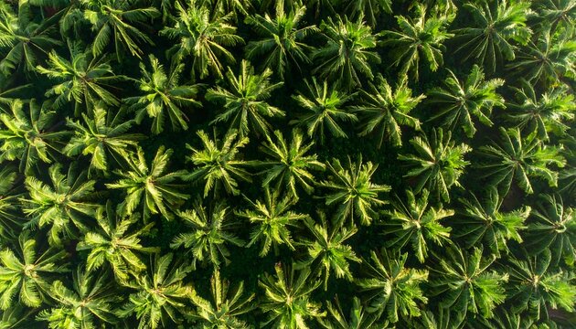Aerial view of a dense coconut plantation