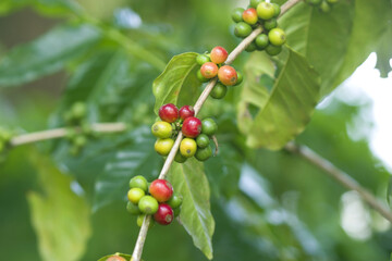Obraz premium Coffee trees on plantation