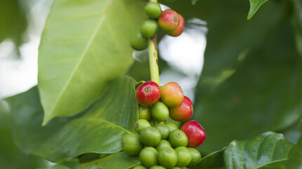 Coffee trees on plantation