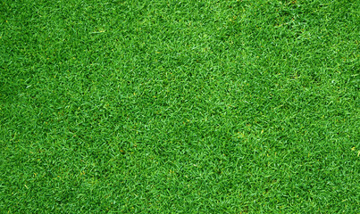 Fototapeta premium Grass field Green