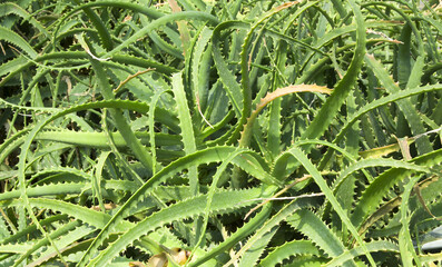 These are a large type of Aloe Vera Chinensis