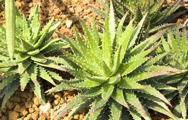 These are a large type of Aloe Vera Chinensis