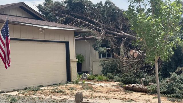 This giant pine tree fell onto a Centennial Colorado home in July causing catastrophic damages. It was blown over by a gusty windstorm.
