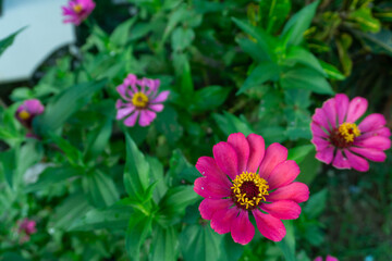 Obraz premium Vibrant Zinnia Flower in Outdoor Garden