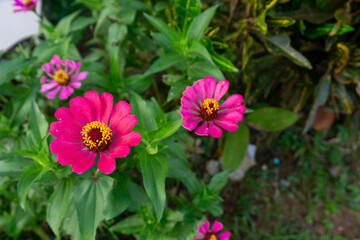 Colorful Zinnia Flower with Petal Details