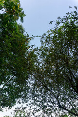 Large Tree with Full Canopy of Leaves in Daylight