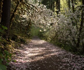 Enchanting Forest Path with Blossoming Trees A Serene Natural Landscape
