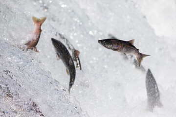 Salmon jumping up waterfall.