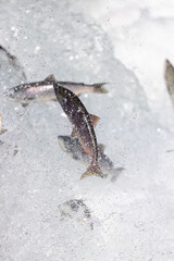 Salmon jumping up waterfall.