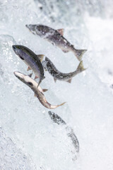 Salmon jumping up waterfall.