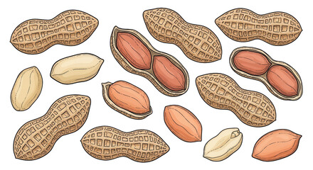 Peanuts in shell, shelled and open isolated PNG with Transparent Background
