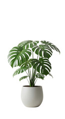 Potted Monstera Deliciosa (Swiss Cheese Plant) isolated on clean white background