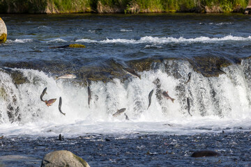 Salmon jumping up waterfall.