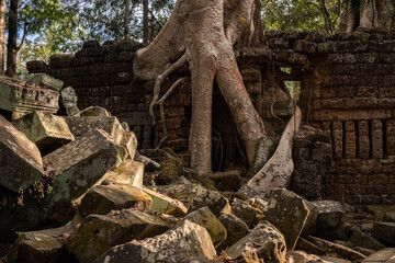 Big roots of spung tree growth in abandoned Ta Prohm temple, one of Angkor's best visited monuments. It is known for the huge trees and massive roots growing out of its walls in Siem Reap, Cambodia.