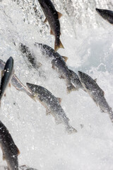 Salmon jumping up waterfall.