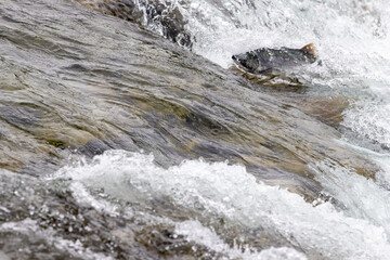Salmon jumping up waterfall.