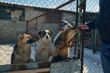 dog shelter