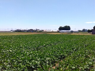 近郊の梅雨の晴れ間の朝の枝豆畑風景