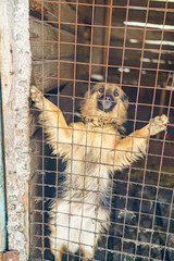 dog shelter