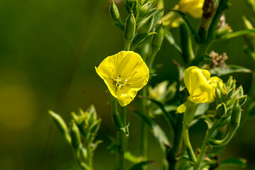 yellow tulip flower