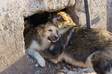 dog shelter