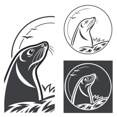 Seal head looking up with birds and waves marine mammal