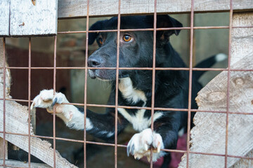 dog shelter