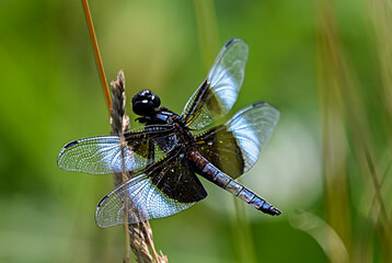 dragonfly on a leaf