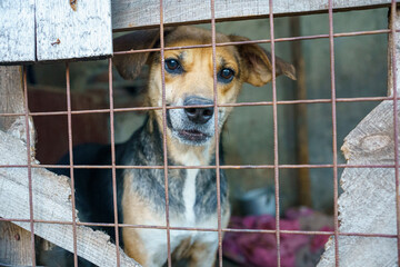 dog shelter