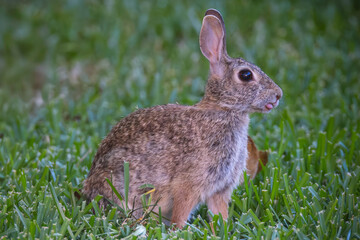 Fototapeta premium Beautiful Rabbit sticking tongue out