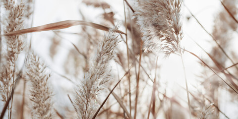 Natural autumn scenery from dry reeds grass, sunlight through thickets plants growing on lake. Beautiful autumnal texture background, aesthetic nature banner, neurtral white beige gradient