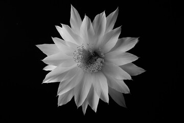 Large cactus flower blooming with delicate petals and stamen full of pollen